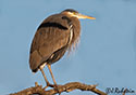 Ardea herodias